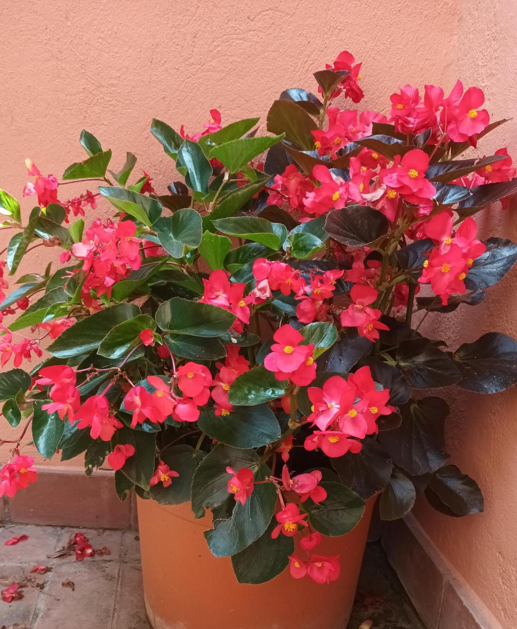 B&B Mar Y Montana Privado No Cocina Orrius Dış mekan fotoğraf